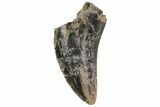Albertosaurus Tooth - Alberta (Disposition #-) #67602-1